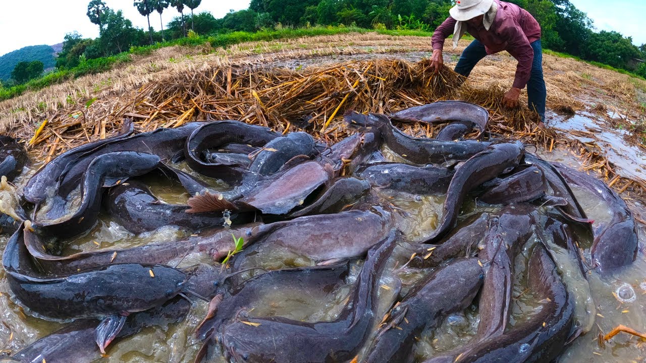 Top Hand Fishing, catch a lot of fish & pick eggs duck by hand,