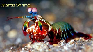 (4K) 'Luminous Enigmas: Unveiling the Marvels of Mantis Shrimp' by CuteQuartersTV 75 views 5 months ago 2 minutes, 40 seconds