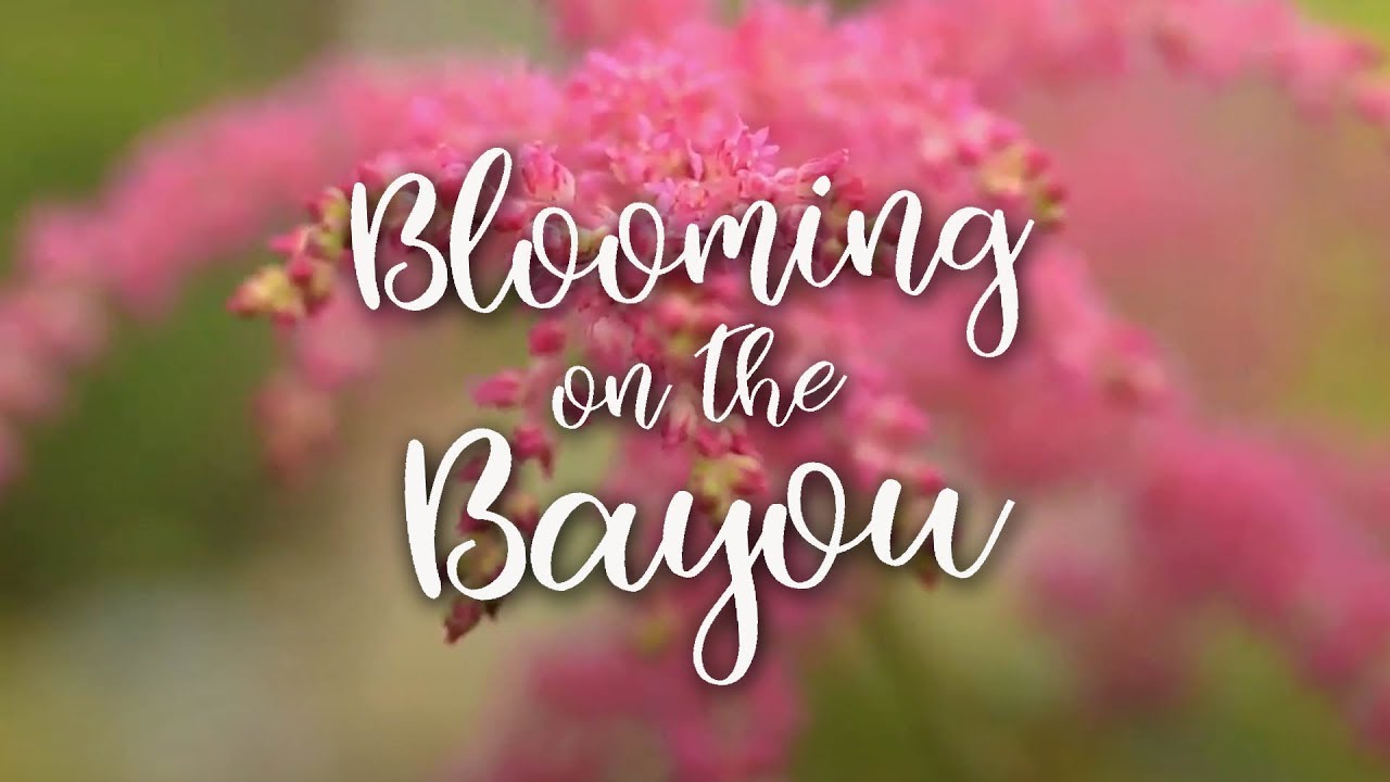 Blooming on the Bayou Louisiana Master Gardener Program YouTube
