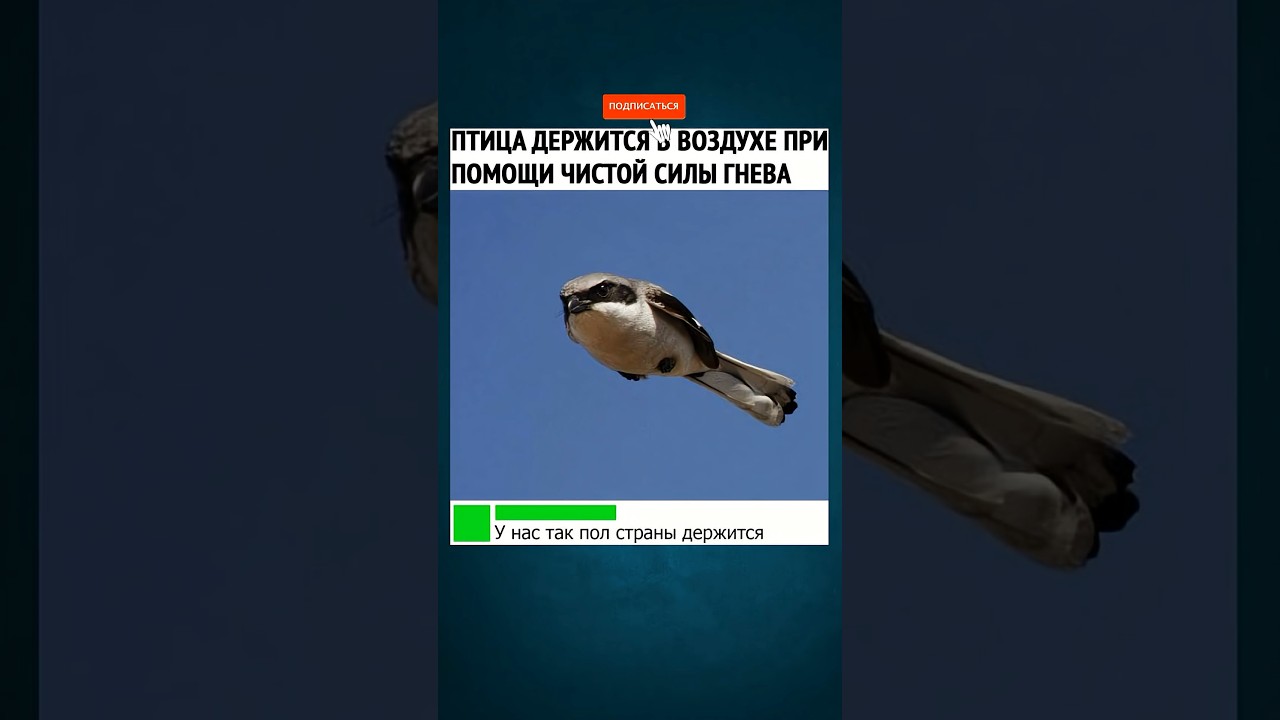 Жизненно 😂 