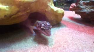 My leopard gecko