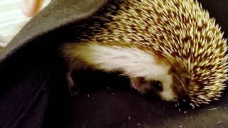 Hedgehog 'Pleasuring himself'