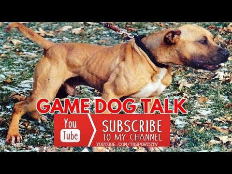 GAME DOG TALK EPISODE 95: REDBOY DOGS AND GAMENESS ?