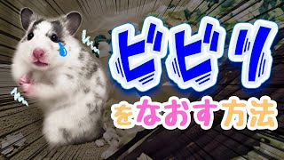 ハムスターのビビり癖を直す方法