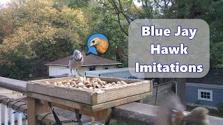 Blue Jay Mimics Hawk