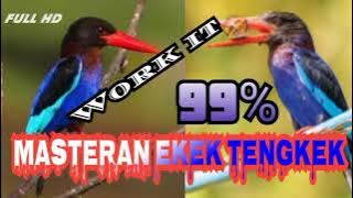 HOT VIRAL TERBARU Suara masteran burung tengkek berani coba..???