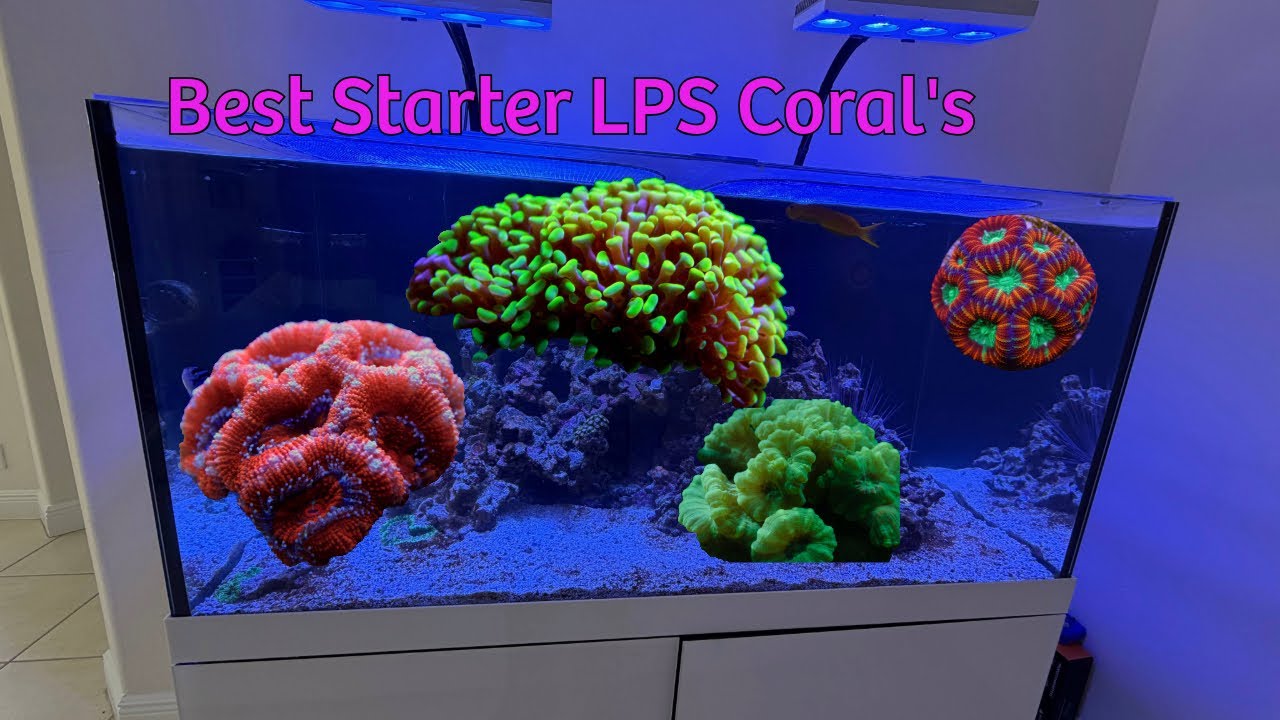 Starter LPS Coral’s 