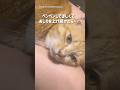 おしりぺんぺん大好き♡猫