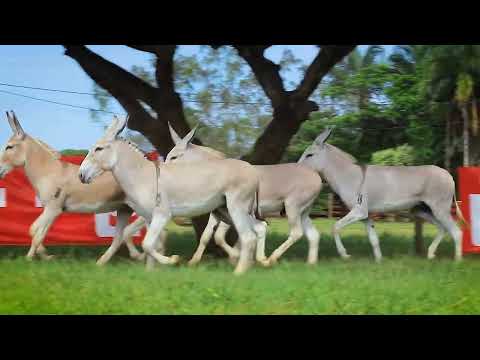 Convite especial do leilão