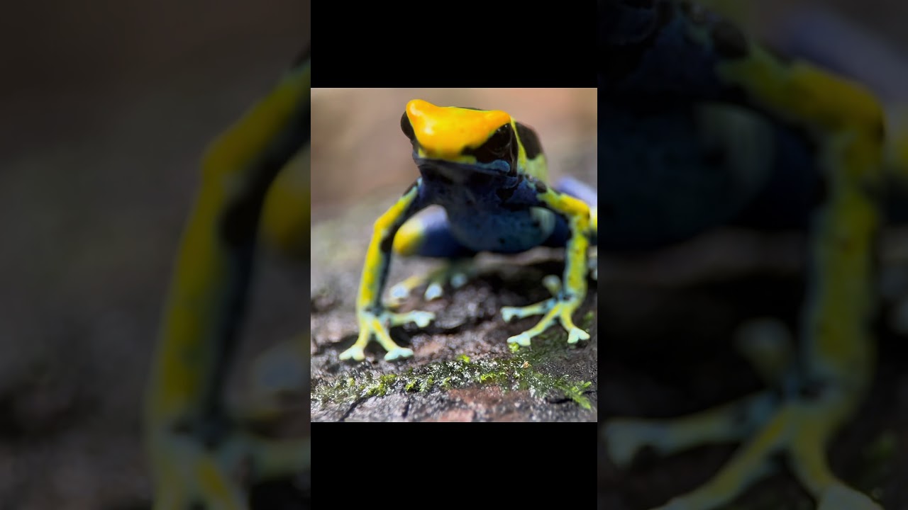 Exploring Dendrobates Tinctorius in their natural habitats!!!