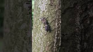 The Amazing Love Of The Stinkbug