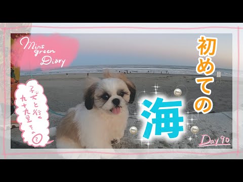【シーズー】子犬と初めての旅行♪九十九里編 ③！初めて海を見るミントくんが砂浜を爆走？！【90日目】First Trip With A Puppy! Part 3