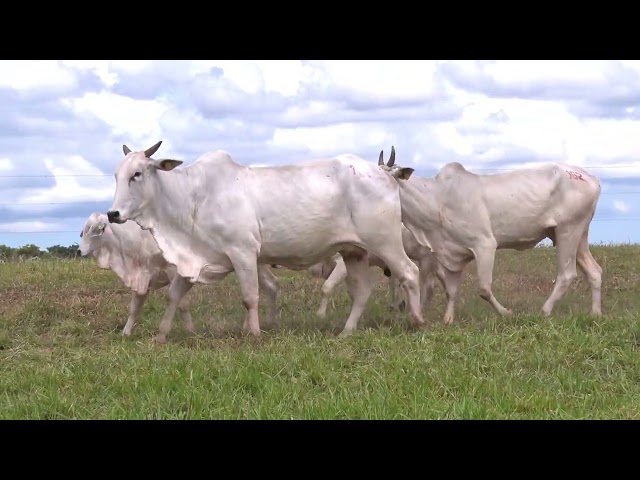 Lote 162 - 19° Leilão Fazenda Fortaleza