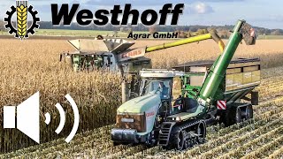 Corn Harvest 2021/ Claas Lexion 770 C66 &amp; Claas Challenger 85E + Haulmaster GrainCart-Westhoff Agrar