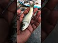 👉Small fish ka amazing scene 🎥😱‼️✅#shorts #katla #viral #pound #trending