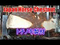 トチノキの製材です。Japan Horse Chestnut Sawing!!