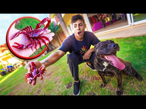 COMPREI UM ESCORPIAO DE CONTROLE REMOTO PARA MEU CACHORRO