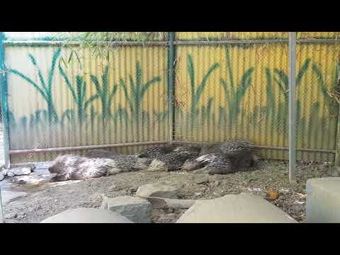 A group of  Indian crested porcupines and their enclosure