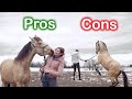 Young Horses (Pros &amp; Cons)