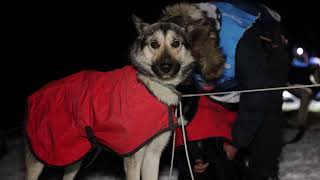 Le Bien-Être Des Chiens Au Bivouac - Royal Canin - La Grande Odyssée