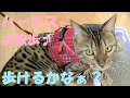 猫なのにお散歩！？猫用ハーネスを着たベンガルちゃん♪　Our bengal cat does dog-walking with harness!?