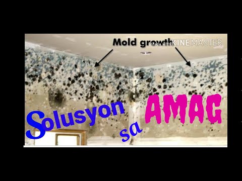 Solusyon sa Amag(Molds)|Bago pa Lumala sa Walls