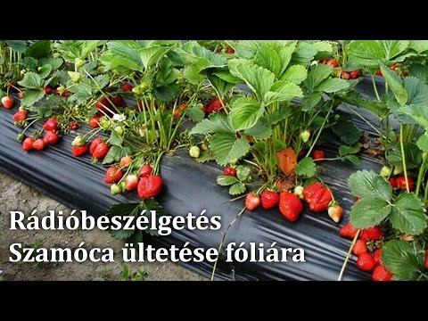 Videó: Eper üvegházi termelés: termeszthetsz-e epret üvegházban