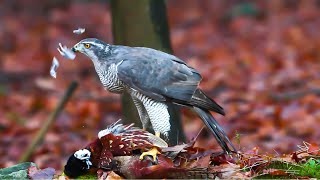 Falconry: Are Goshawks the best accipiter to start with?