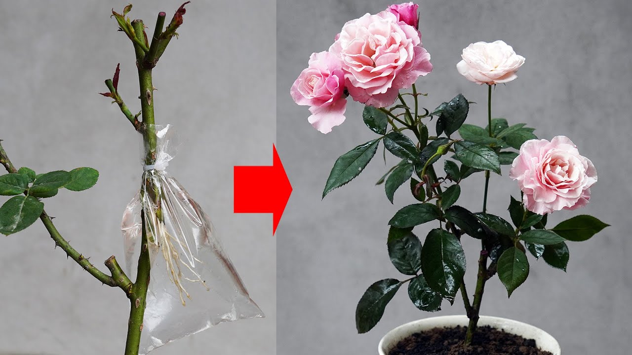 The Secret To Helping Rose Roots Grow Like Crazy To Help You Have A