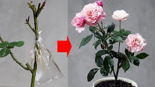 The Secret To Helping Rose Roots Grow Like Crazy To Help You Have A Blooming Rose Garden by DIY Garden World 18,785 views 4 months ago 11 minutes, 17 seconds