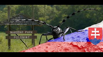 Nationalpark Poloniny - Die letzten Urwälder Europas - Slowakei Karpaten (so slovenskými titulkami)
