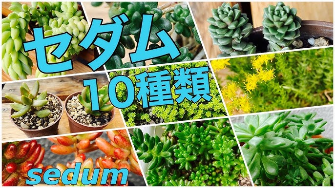 多肉 56 地植えのセダム 多肉植物の寄植えように庭にまいたセダムがモリモリです Youtube 多肉 56 地植えのセダム 多肉植物の寄植えように庭にまいたセダムがモリモリです Youtube