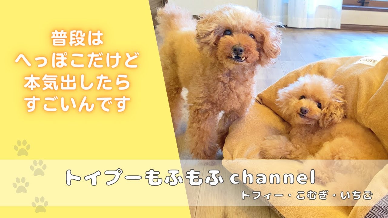 生意気な妹犬を 角煮パオ にしてドヤ顔の姉犬 Youtube