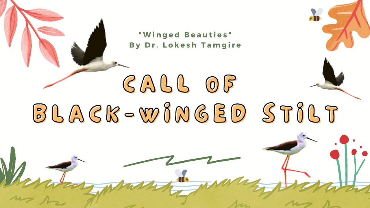 call of black winged stilt call of Himantopus himantopus शेकाटया