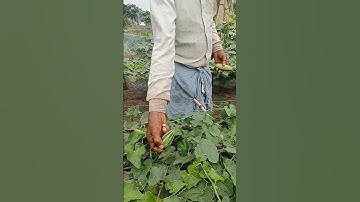Pointed Gourd, or Parwal, or Potol Field #shorts #short #shortvideo