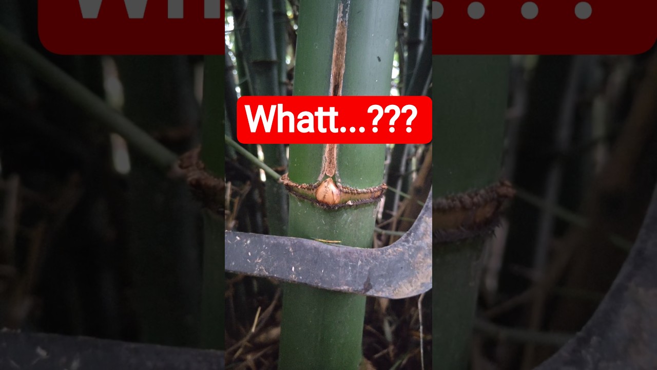 Grafting bamboo using used bottles and water.🎍🤔#grafting #gardening #nature #shorts #youtubeshorts