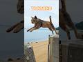 飛び猫③