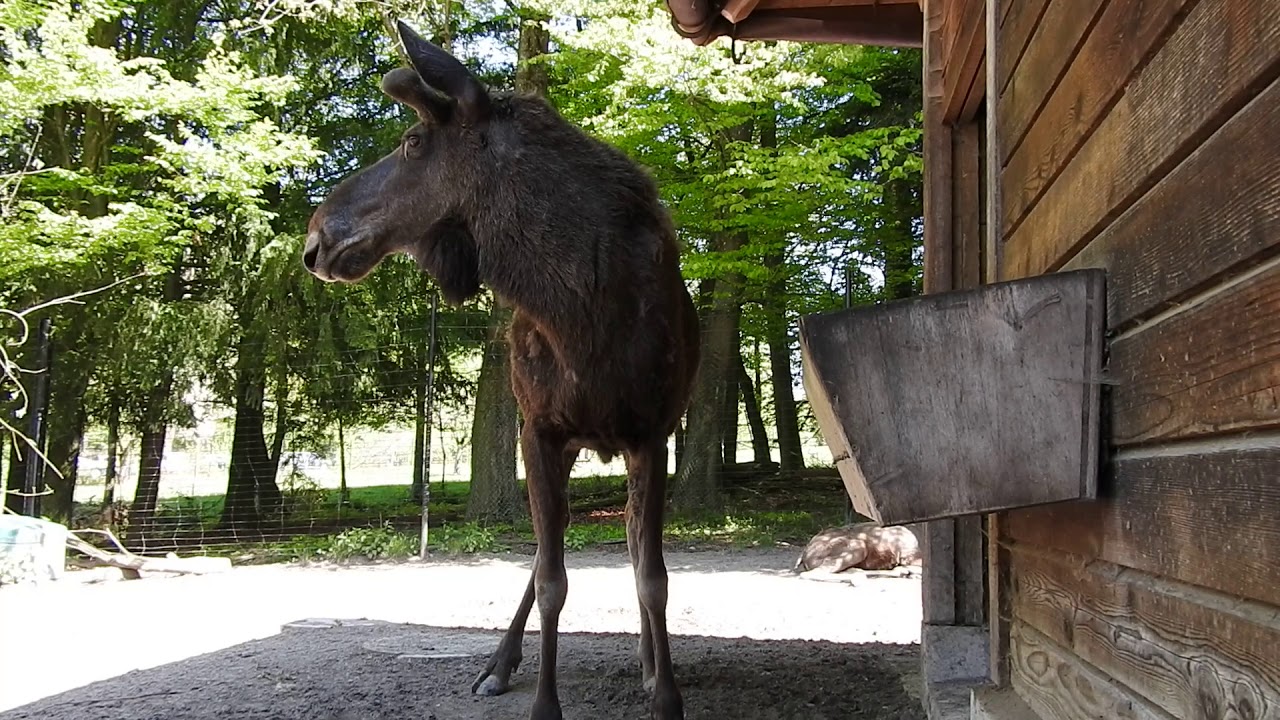 目の前に来てくれたヘラジカのオス Eurasian Elk 16 0506 Youtube