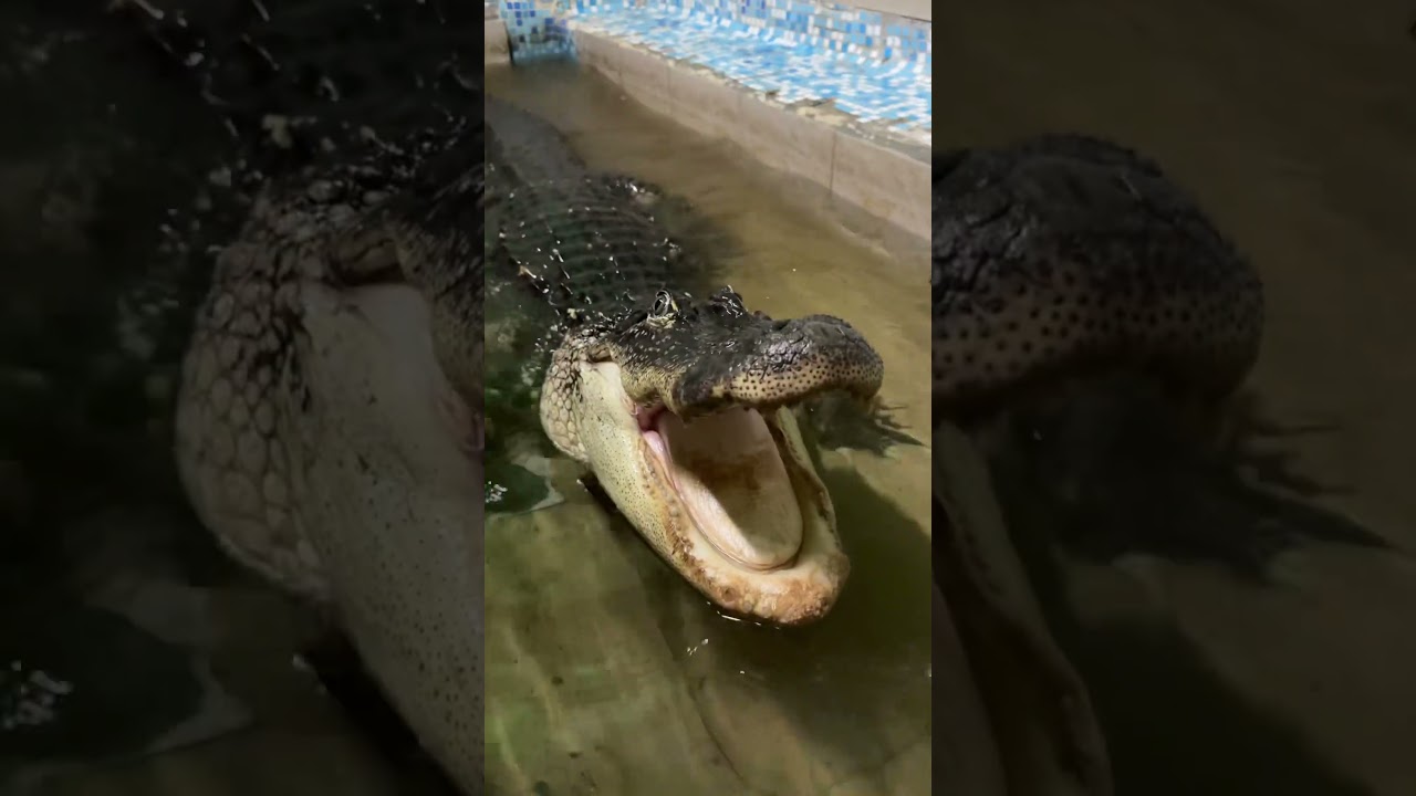 Аллигатор = крокодил, крокодил ≠ аллигатор