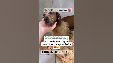 Please donate any amount to the PayPal link in the bio. #subscribe #shorts #fyp #viralvideo #love