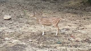 deer alarm call at corbett