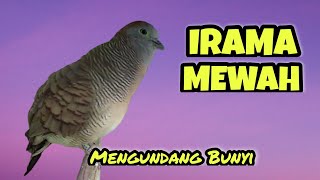 Perkutut Lokal Gacor Suara Nglaras, Begitu Syahdu didengarkan