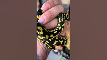 High yellow Carpet python#viral #carpetpython