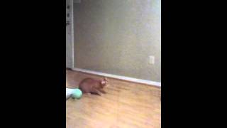 Hercules Playing Fetch