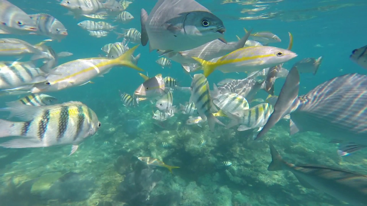 Sombrero Reef Marathon Florida Snorkeling 5/3/17. Part 1. YouTube