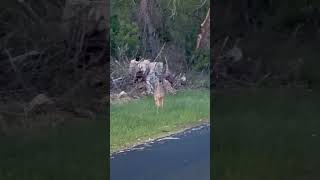 They’re like rabbits in our area.. all over the place