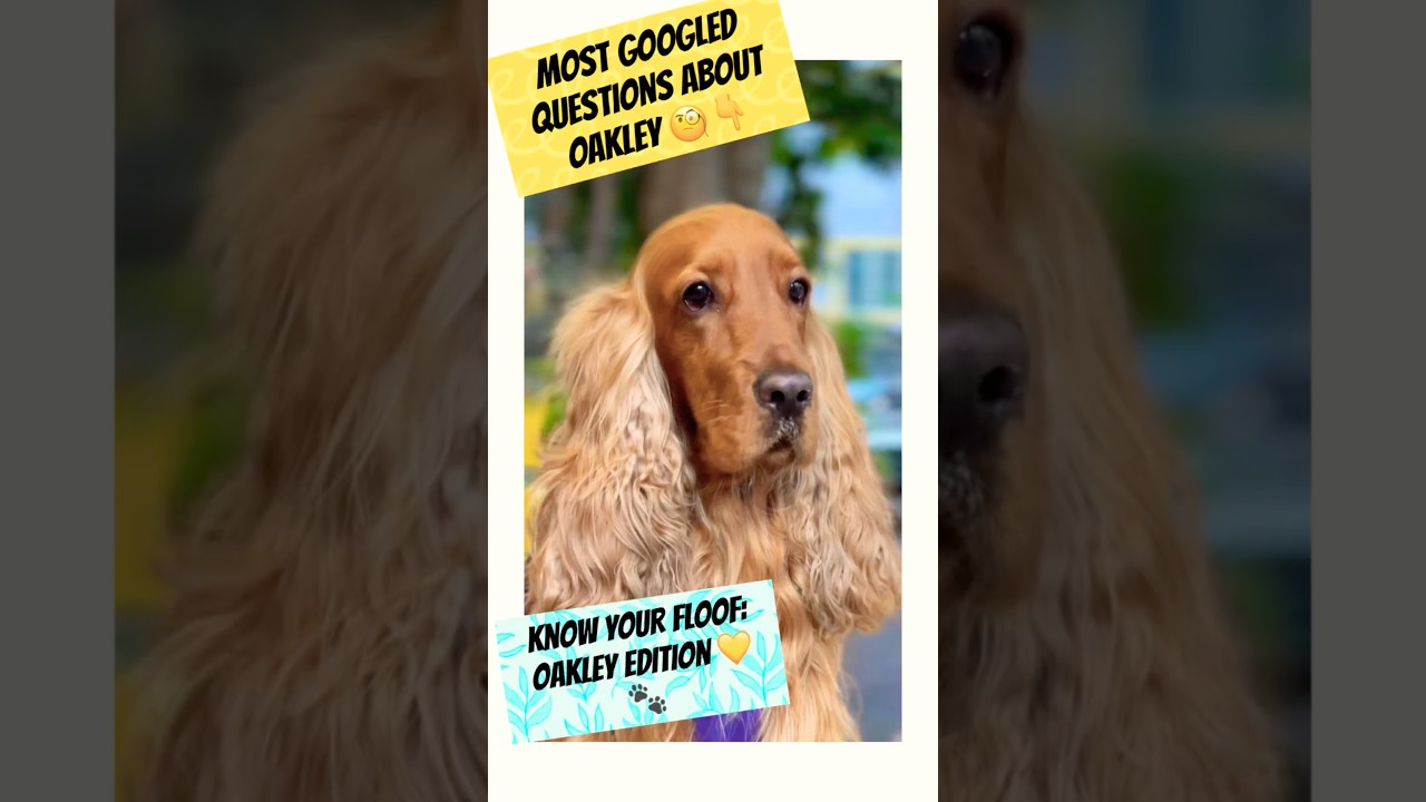 This is your sign to Google ‘English Cocker Spaniel’ 📲🕵️‍♀️