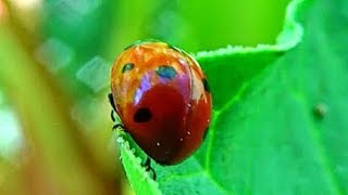 Цікаві факти про жука Сонечко. #комахи #жуки #корисно #жук сонечко  #ентомологіяукраїна #ентомологія