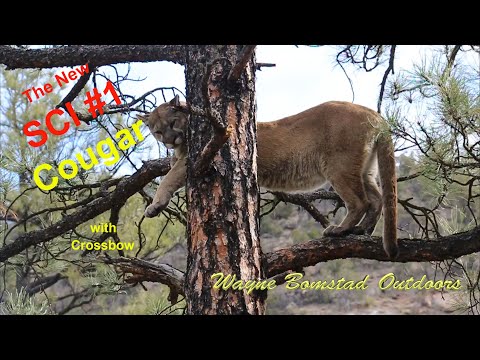 New Mexico Cougar with Crossbow, 2020
