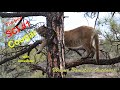 New Mexico Cougar with Crossbow, 2020